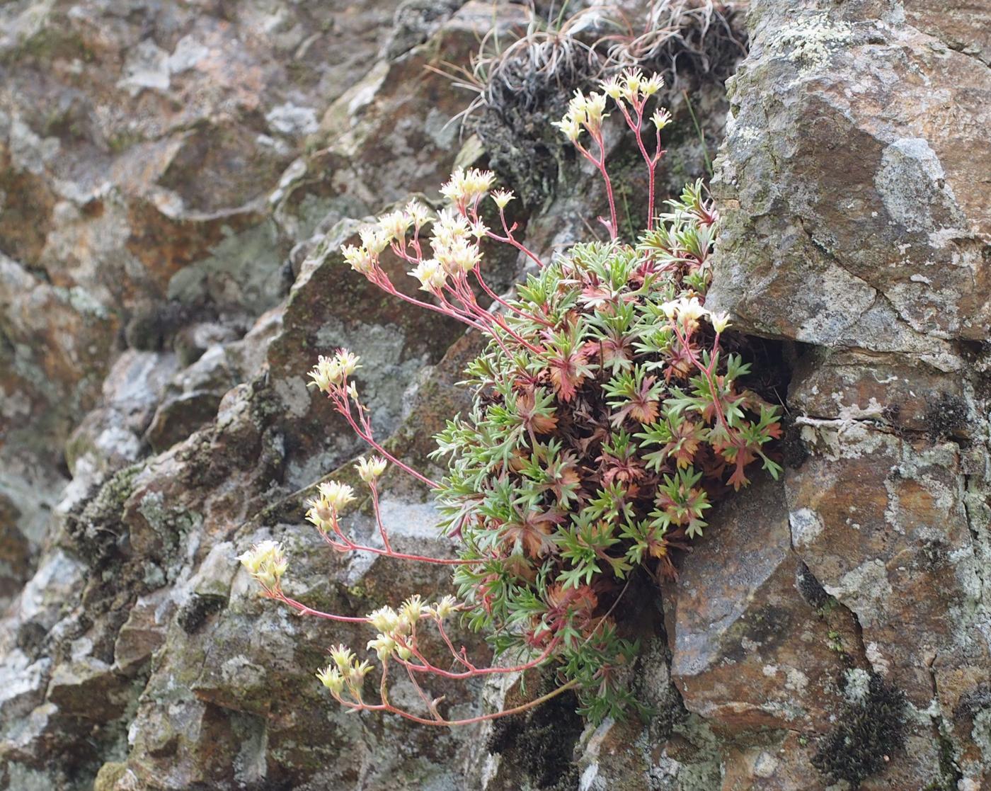 Saxifrage of Prost fruit